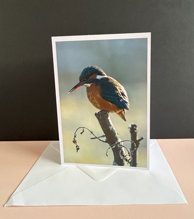 Kingfisher Blank Greetings Card for Any Occasion