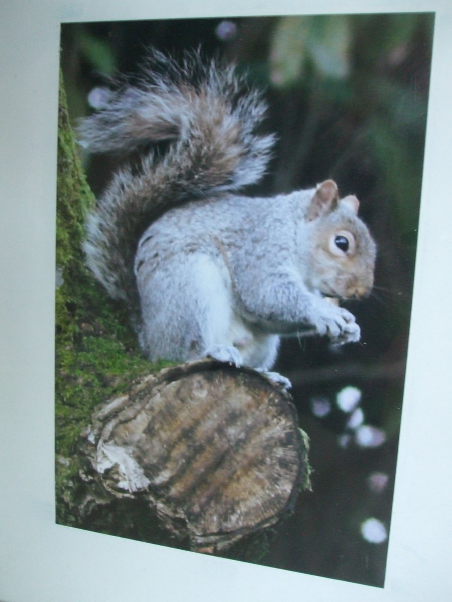 Photographic greetings card of a squirrel .