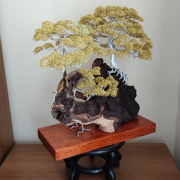 The three old bonsai trees 