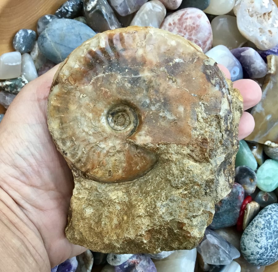 Large Substantial Ammonite Fossil Collectable for Display or Photography Prop.
