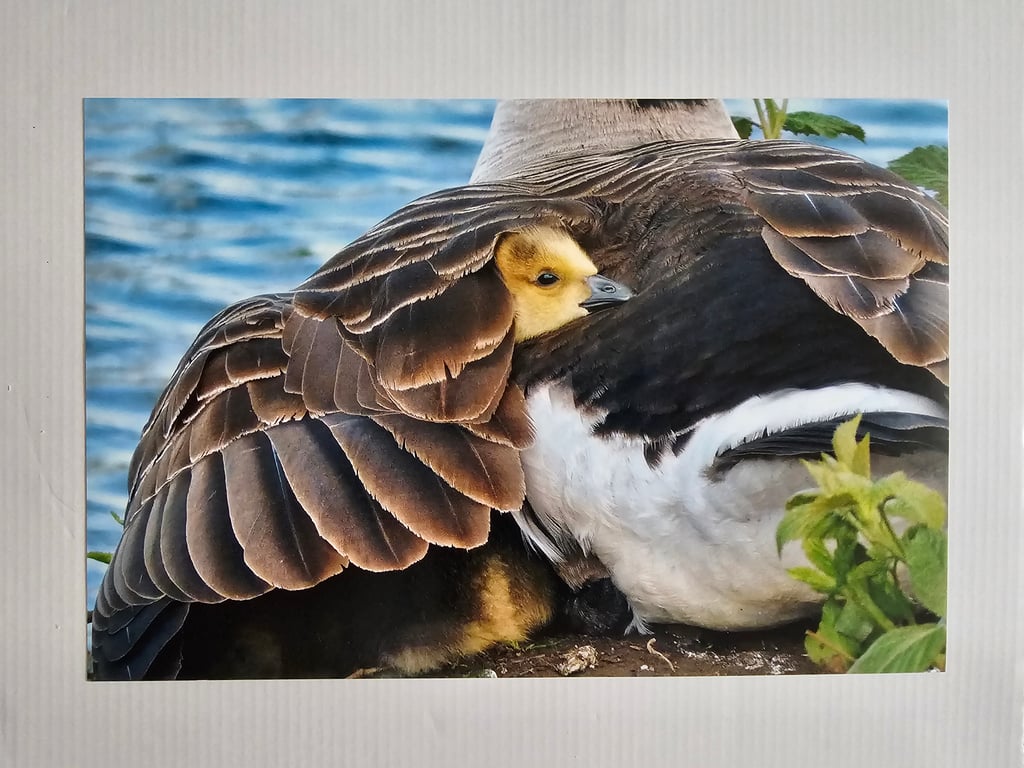 Under Mother's Wing Photo Print Size 20cm x 30cm (8" x 12")