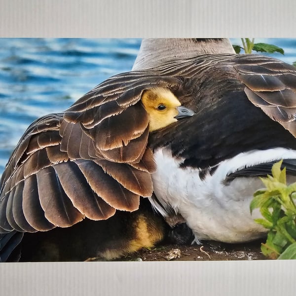 Under Mother's Wing Photo Print Size 20cm x 30cm (8" x 12")