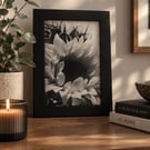 Sunflowers- Black and White