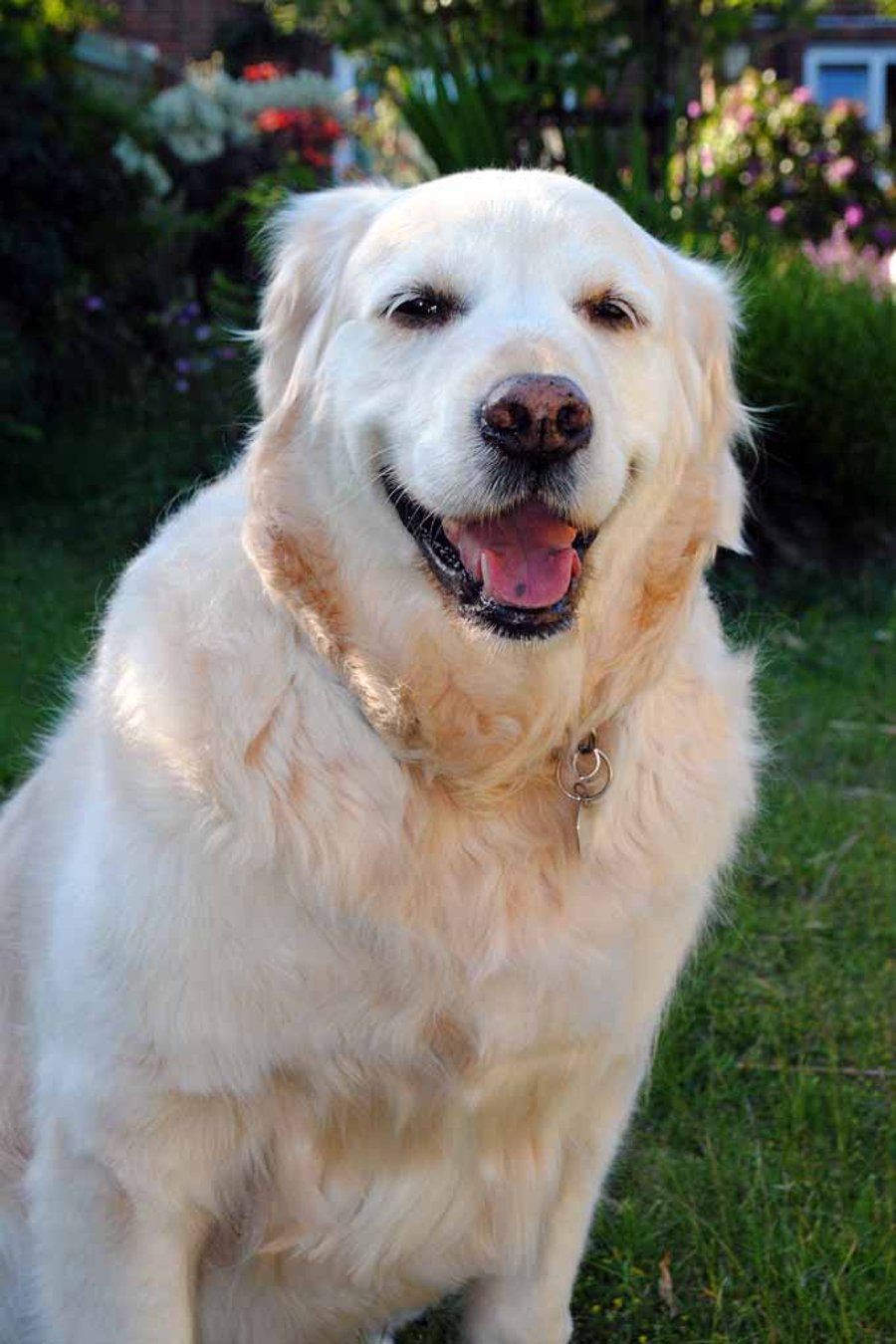 Golden Retriever Dog Canine Portrait Photograph Print