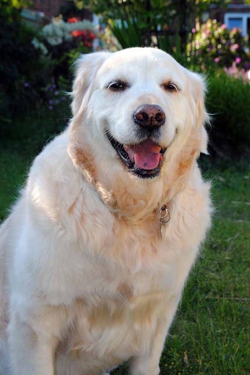Golden Retriever Dog Canine Portrait Photograph Print