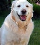 Golden Retriever Dog Canine Portrait Photograph Print