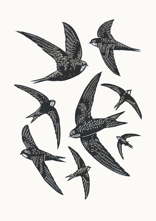 Swifts A3 poster-print