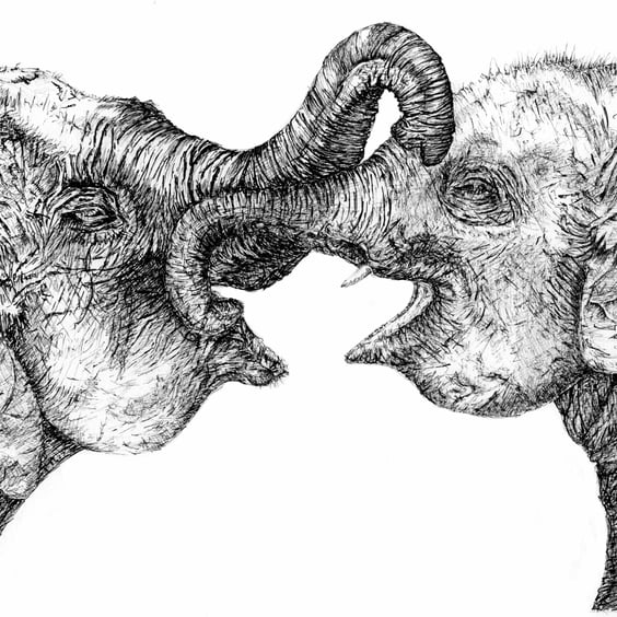 Elephant Pen Drawing - A4 Mounted Print