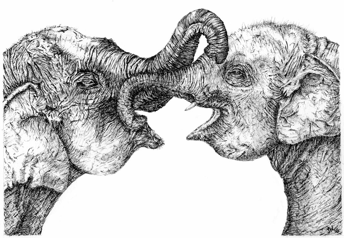 Elephant Pen Drawing - A4 Mounted Print