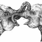 Elephant Pen Drawing - A4 Mounted Print