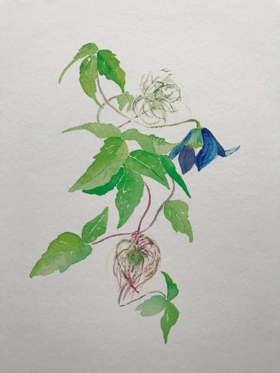 Limited Edition Gliclee Print of Watercolour Clematis Botanical Study