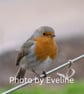 Winter Robin Large Square  Photographic Card 6" x 6" (15cm x 15cm) - Image 4