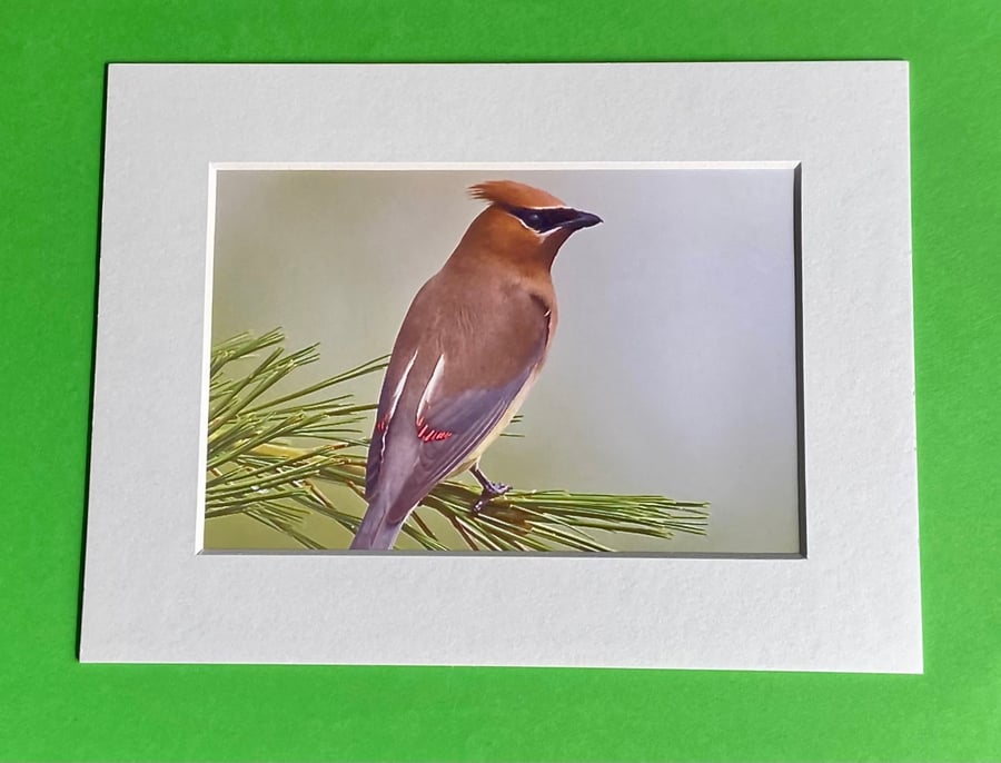 Waxwing on a Branch - Photograph with White Mount and Backing Board