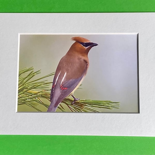 Waxwing on a Branch - Photograph with White Mount and Backing Board