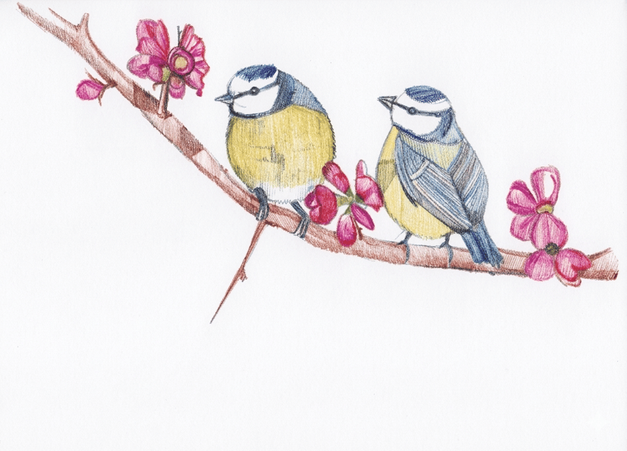 Biro bluetits