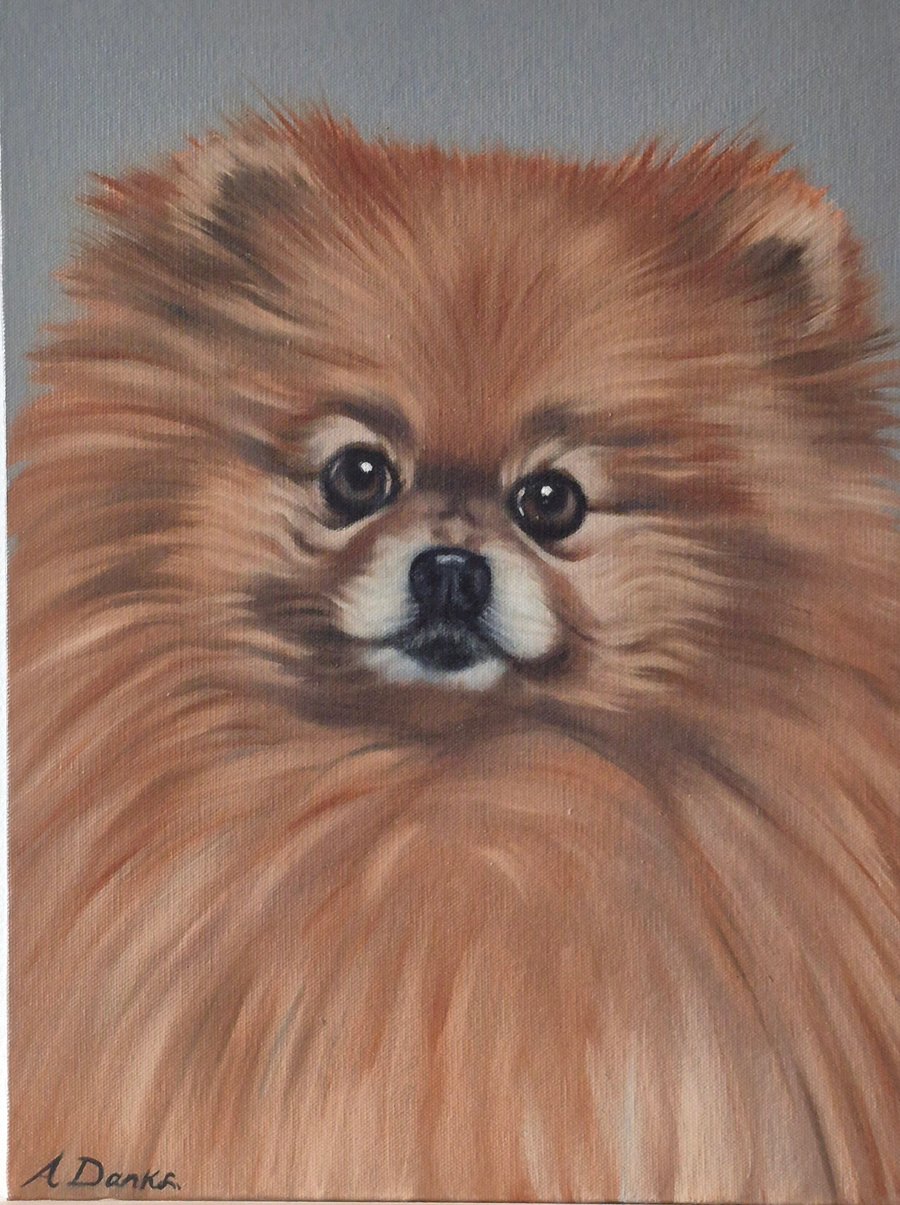 Pomeranian portrait. Oil on board. 40.5cm x 30.5 cm