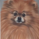 Pomeranian portrait. Oil on board. 40.5cm x 30.5 cm