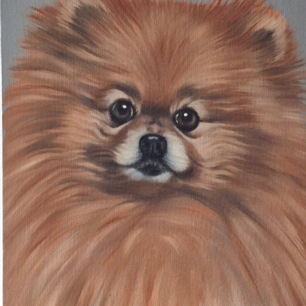 Pomeranian portrait. Oil on board. 40.5cm x 30.5 cm