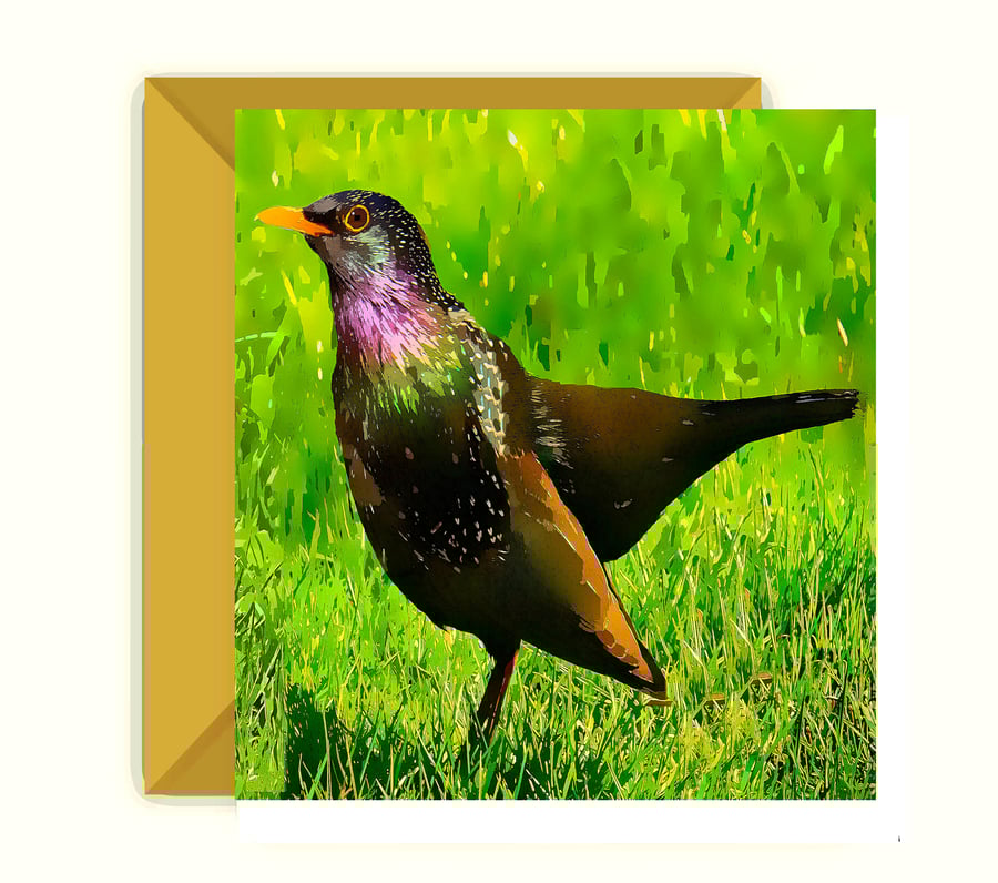 Blackbird  Birthday, Greeting Card
