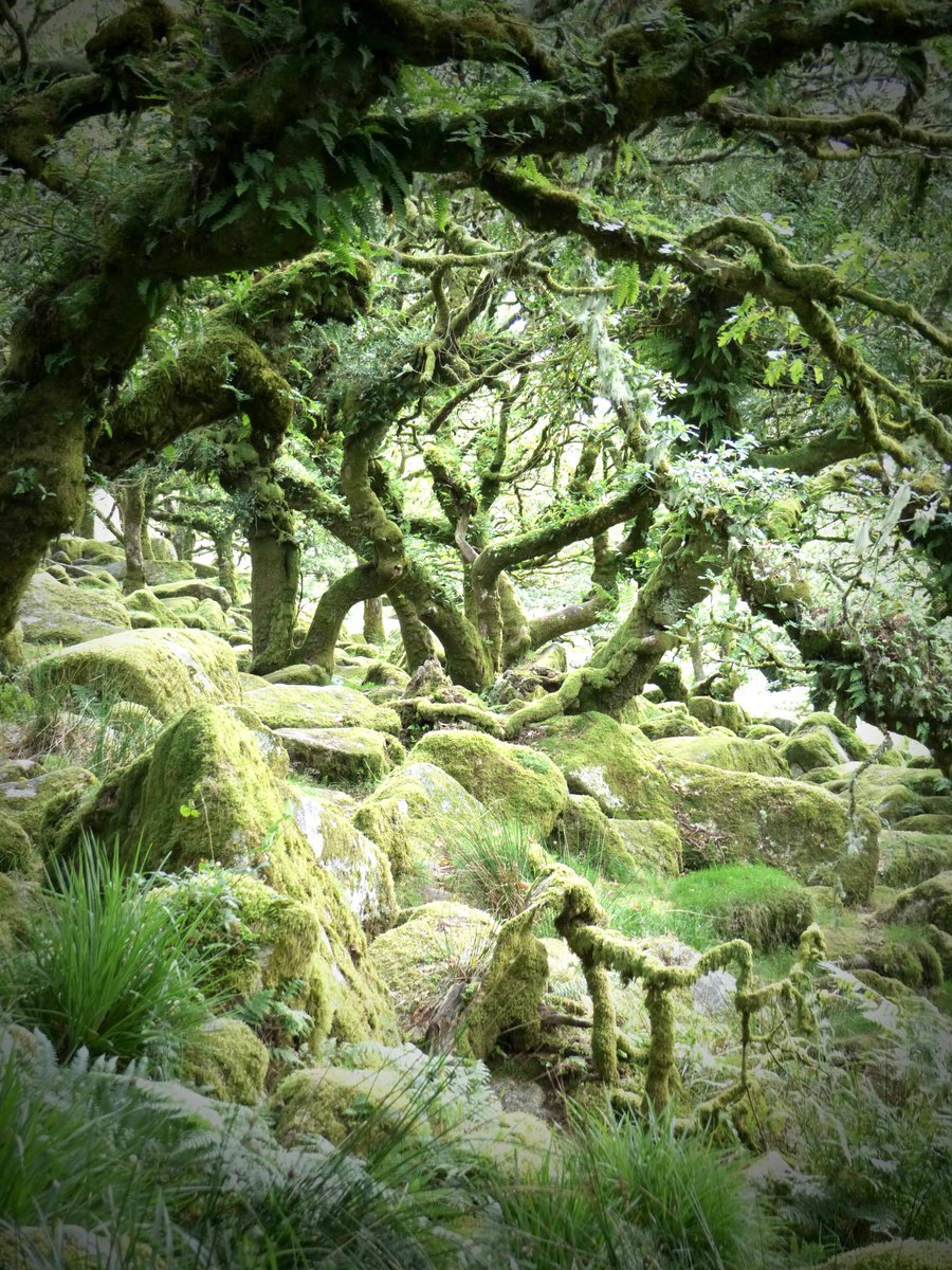 Wistmans Wood - Dartmoor