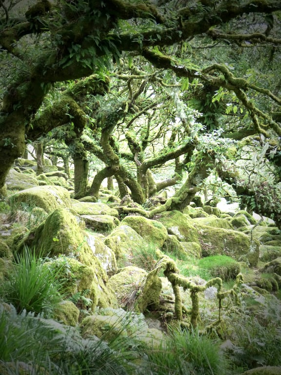Wistmans Wood - Dartmoor