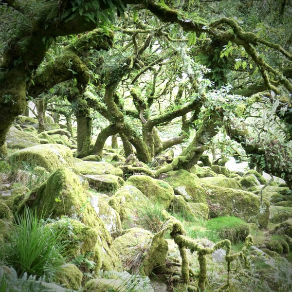 Wistmans Wood - Dartmoor