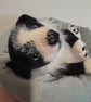 Border Collie New Born Puppy, Dotpebblesknits  Design - Image 9