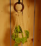 Hanging Crochet Plant - Image 5