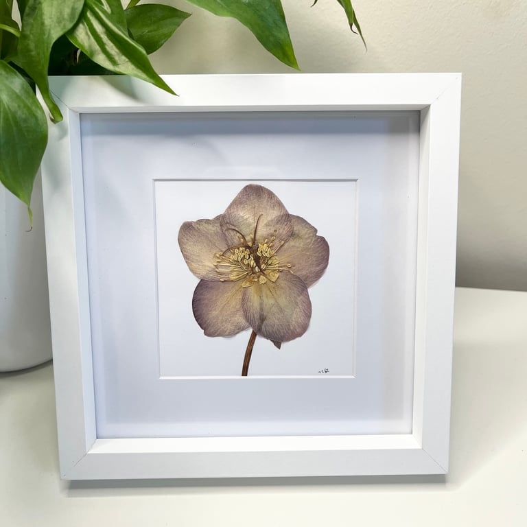 Perfectly Imperfect, Framed Real Pressed Flower Hellebore Botanical Art