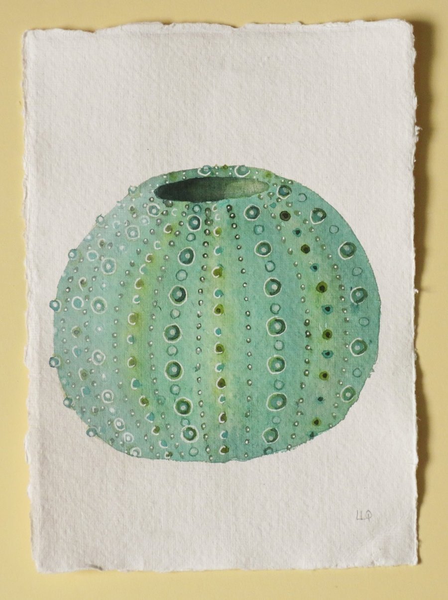 Original watercolour green sea urchin shell illustration