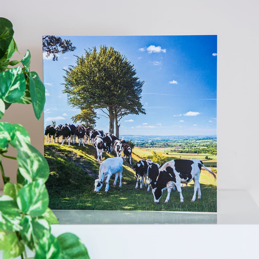 Cows Grazing Blank Greetings Card landscape summer hilltop valley view UK