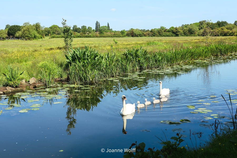 Photographic Image of a Family of Swans for Wall Art Display