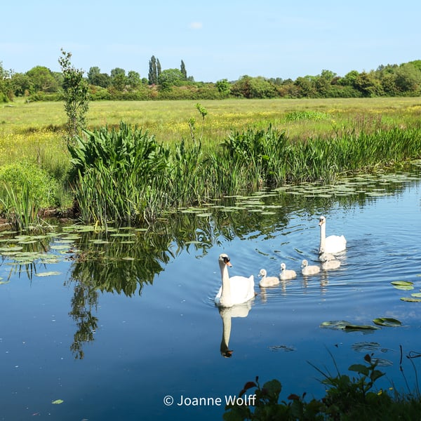 Photographic Image of a Family of Swans for Wall Art Display