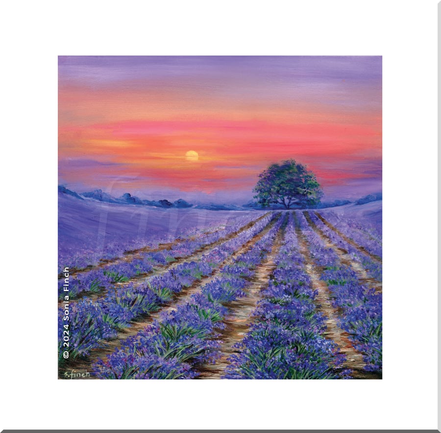 Lavender Fields at Sunset - Blank Card