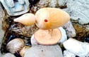 Wooden Creatures 