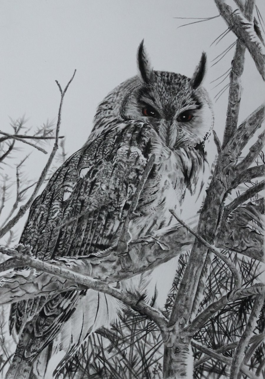 Long-Eared Owl Portrait – Hand-Drawn Bird Illustration, Woodland Scene