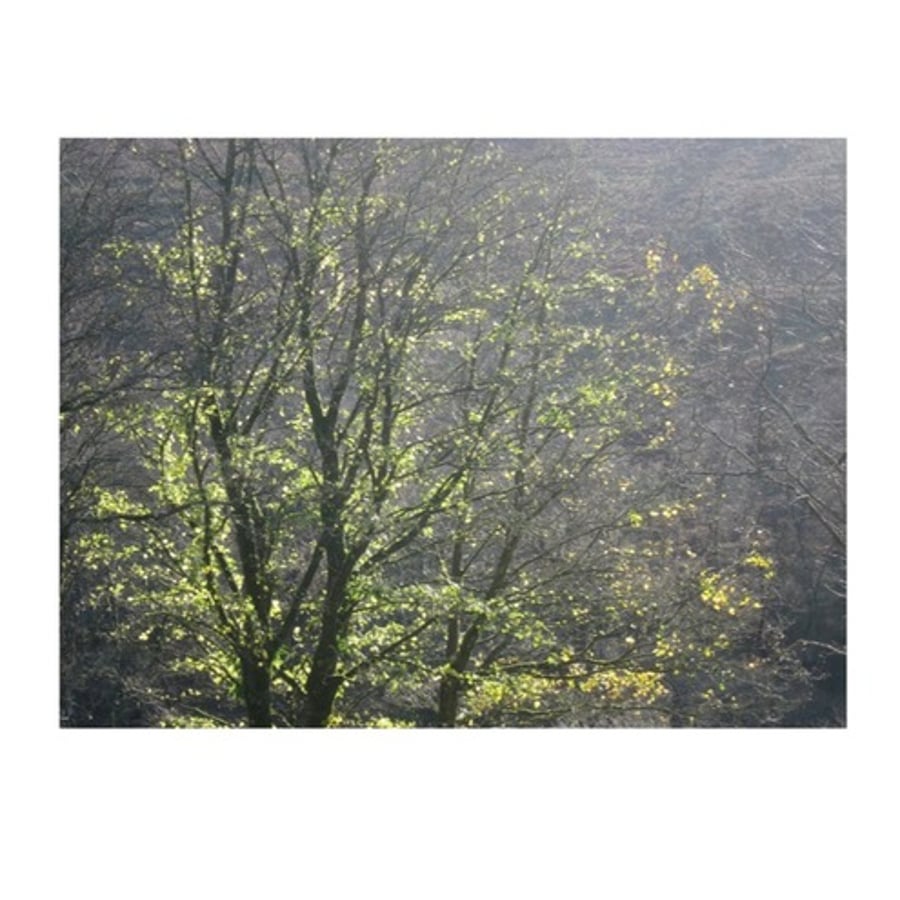 Original signed photograph Tarr Steps, Exmoor