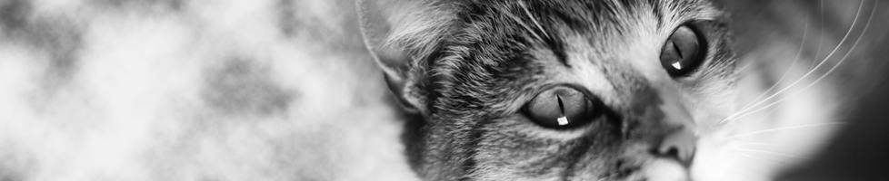Cats Protection- Sheffield Hallam Branch