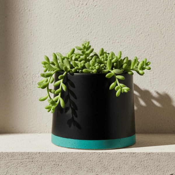 Small 7.5 cm Black and Persian Green Plant Pot Indoor Succulent Planter