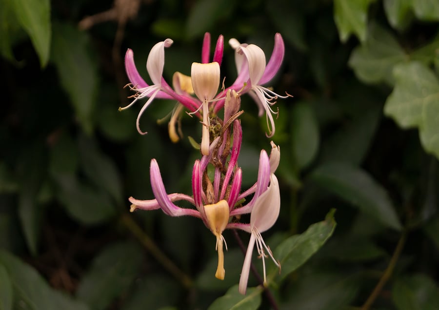 Lonicera (Honeysuckle) 'American Beauty' A4 Mounted Print