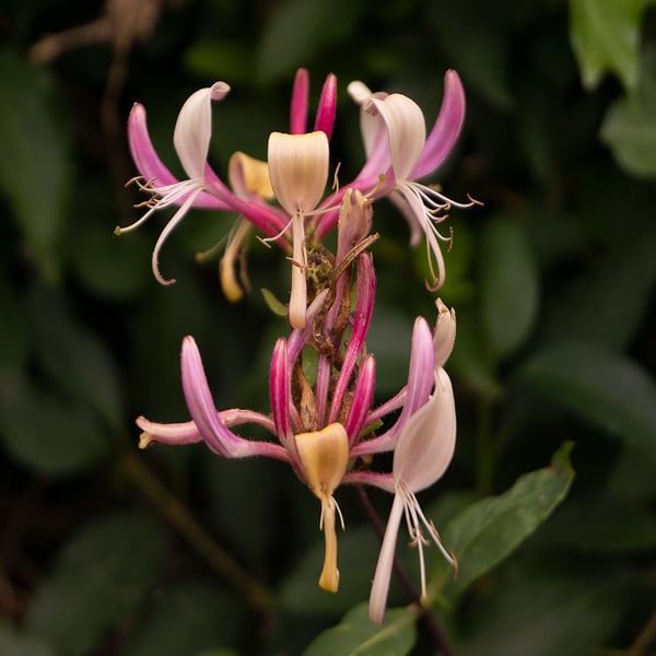 Lonicera (Honeysuckle) 'American Beauty' A4 Mounted Print