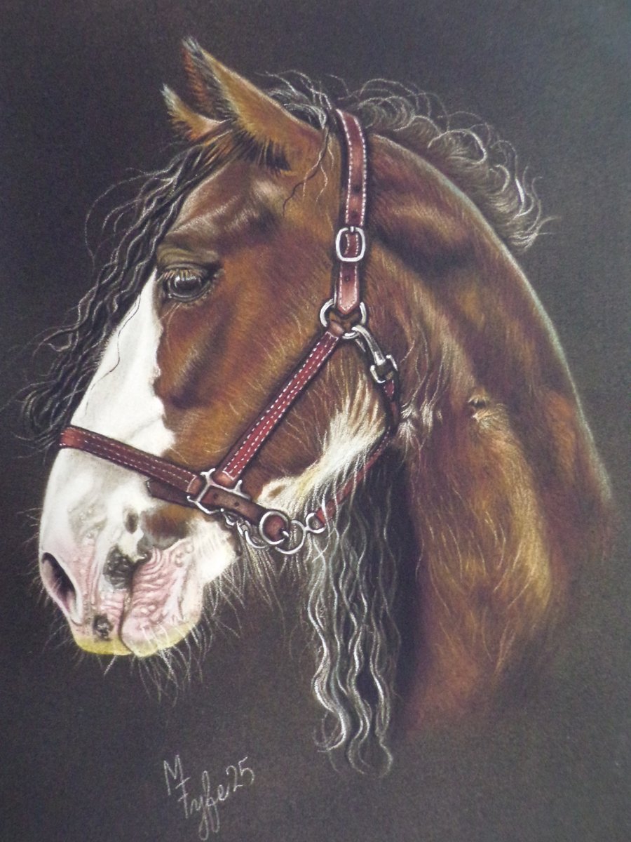 Giclee print of Clydesdale horse