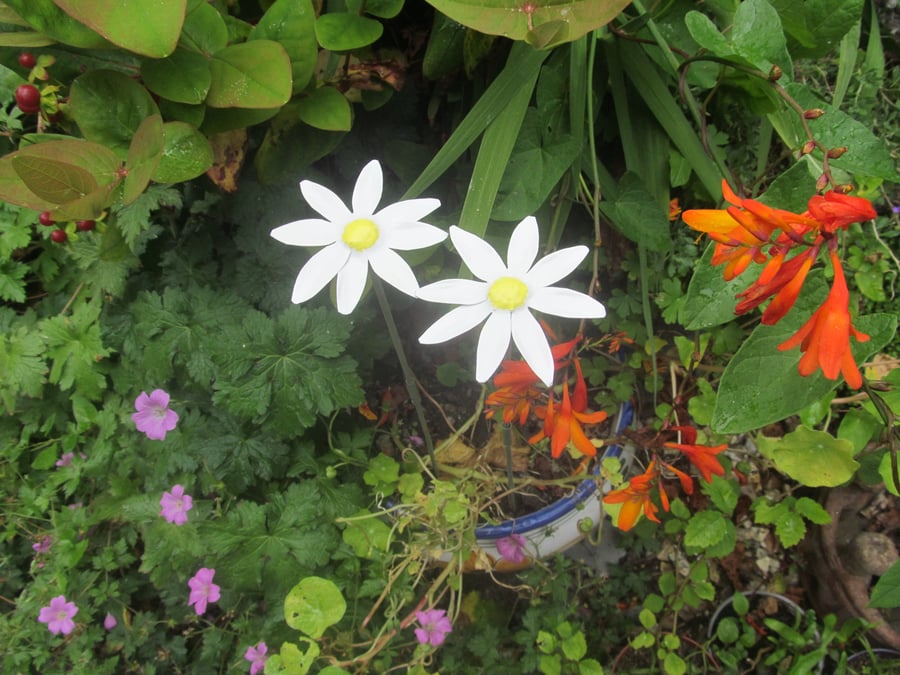 Pair of garden daisy ornaments