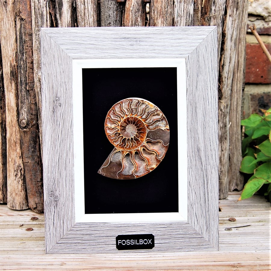 Polished Ammonite framed