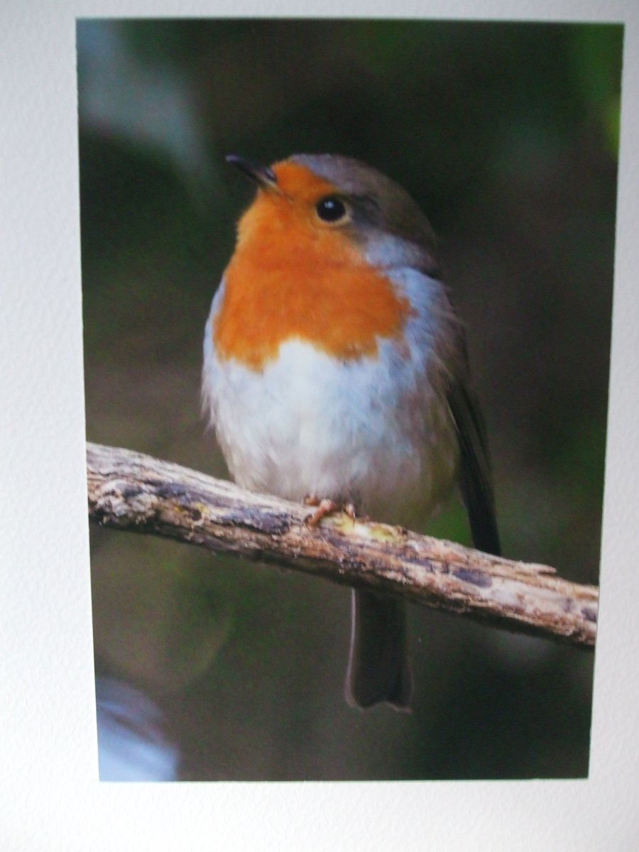 Photo of a Robin on a Christmas card.