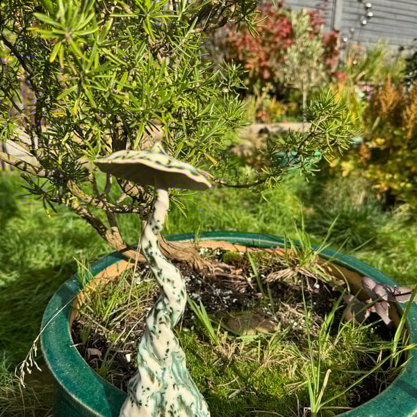 Twisty mossy sassy fungi