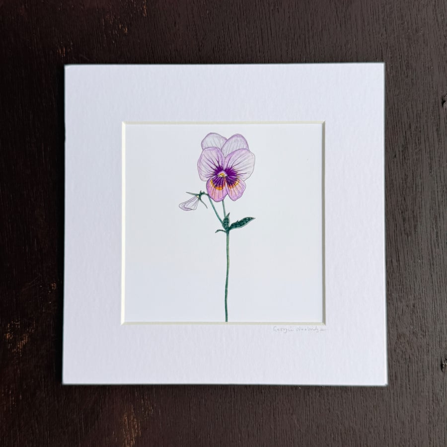 'Viola' 8" x 8" Mounted Print