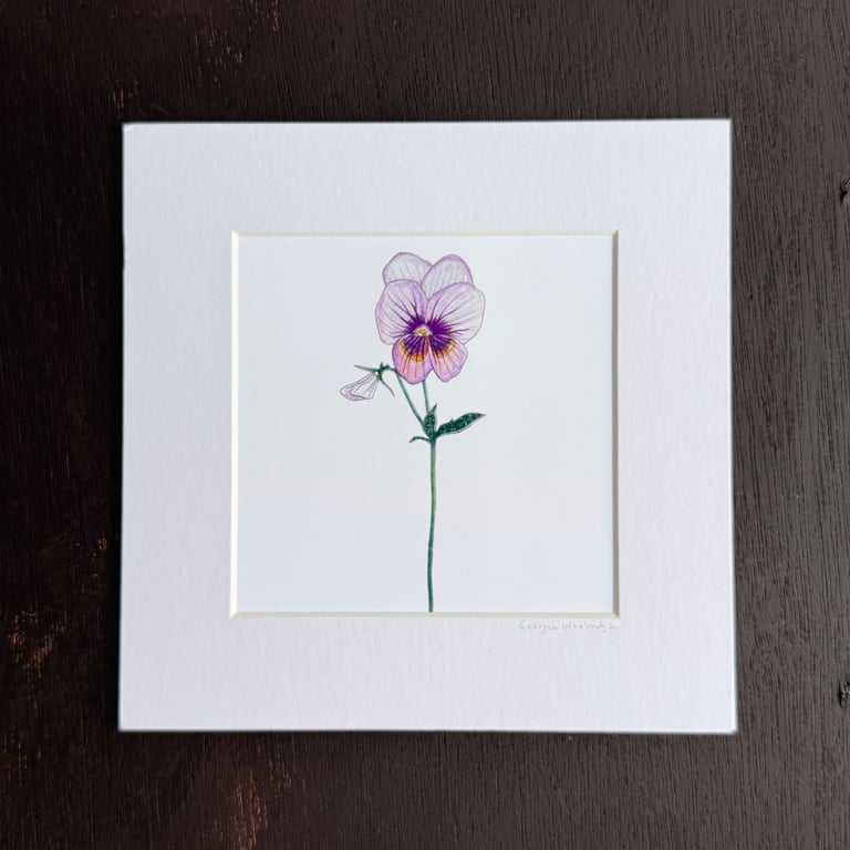 'Viola' 8" x 8" Mounted Print