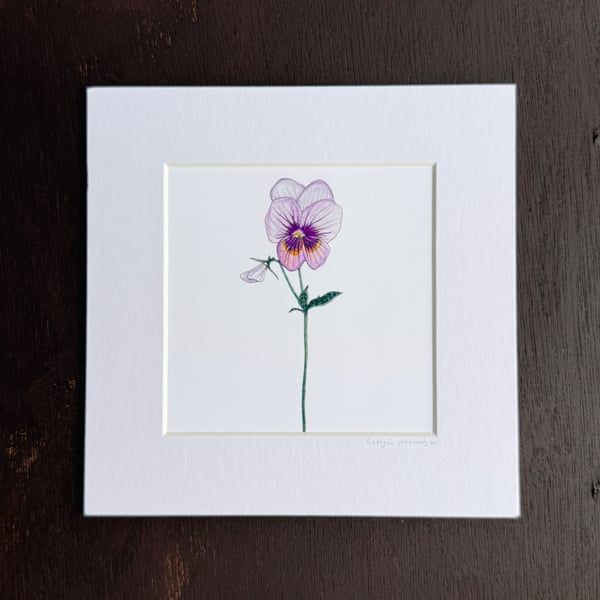 'Viola' 8" x 8" Mounted Print