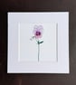 'Viola' 8" x 8" Mounted Print